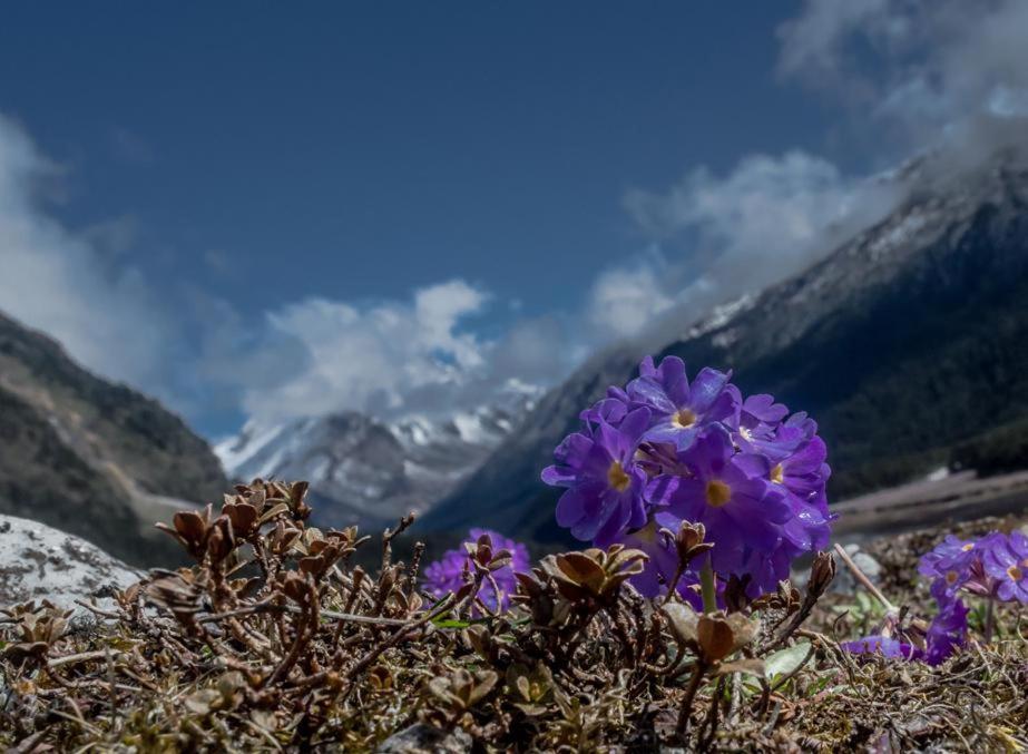 Snow White Retreat Hotel And Restaurant Gangtok Exteriör bild